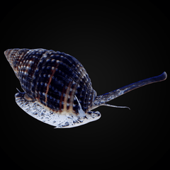 Nassarius Snail
