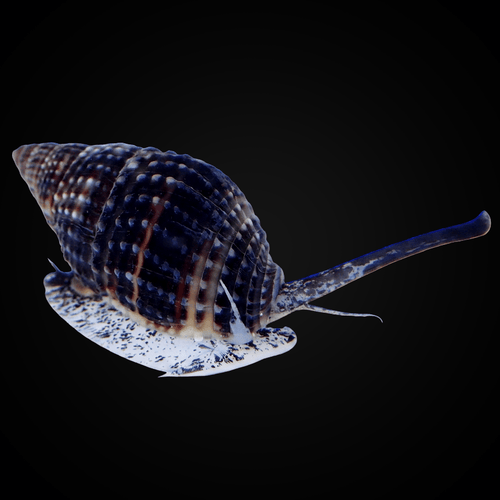 Nassarius Snail