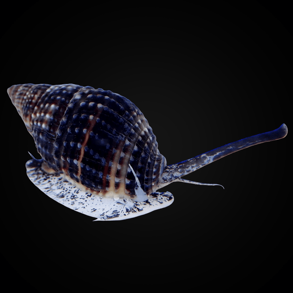 Nassarius Snail