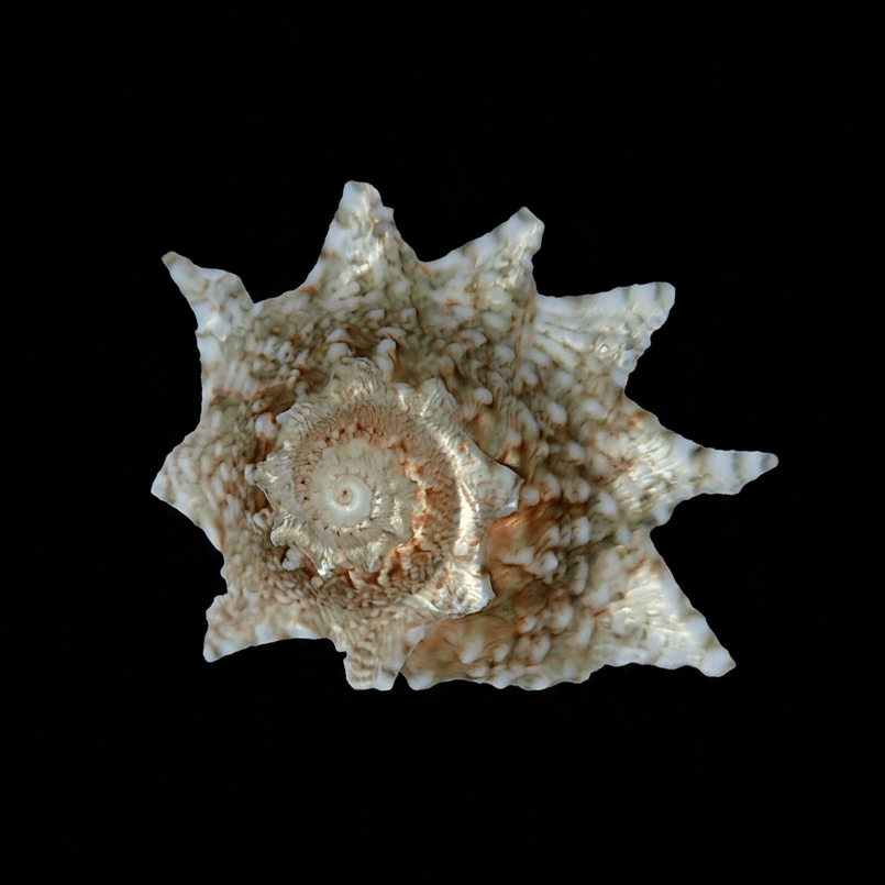 Ninja Star Snails