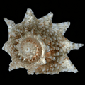 Ninja Star Snails