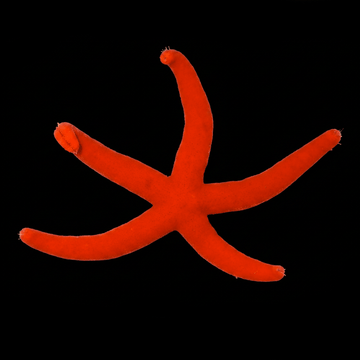 Orange Linckia Starfish