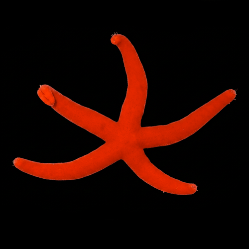Orange Linckia Starfish