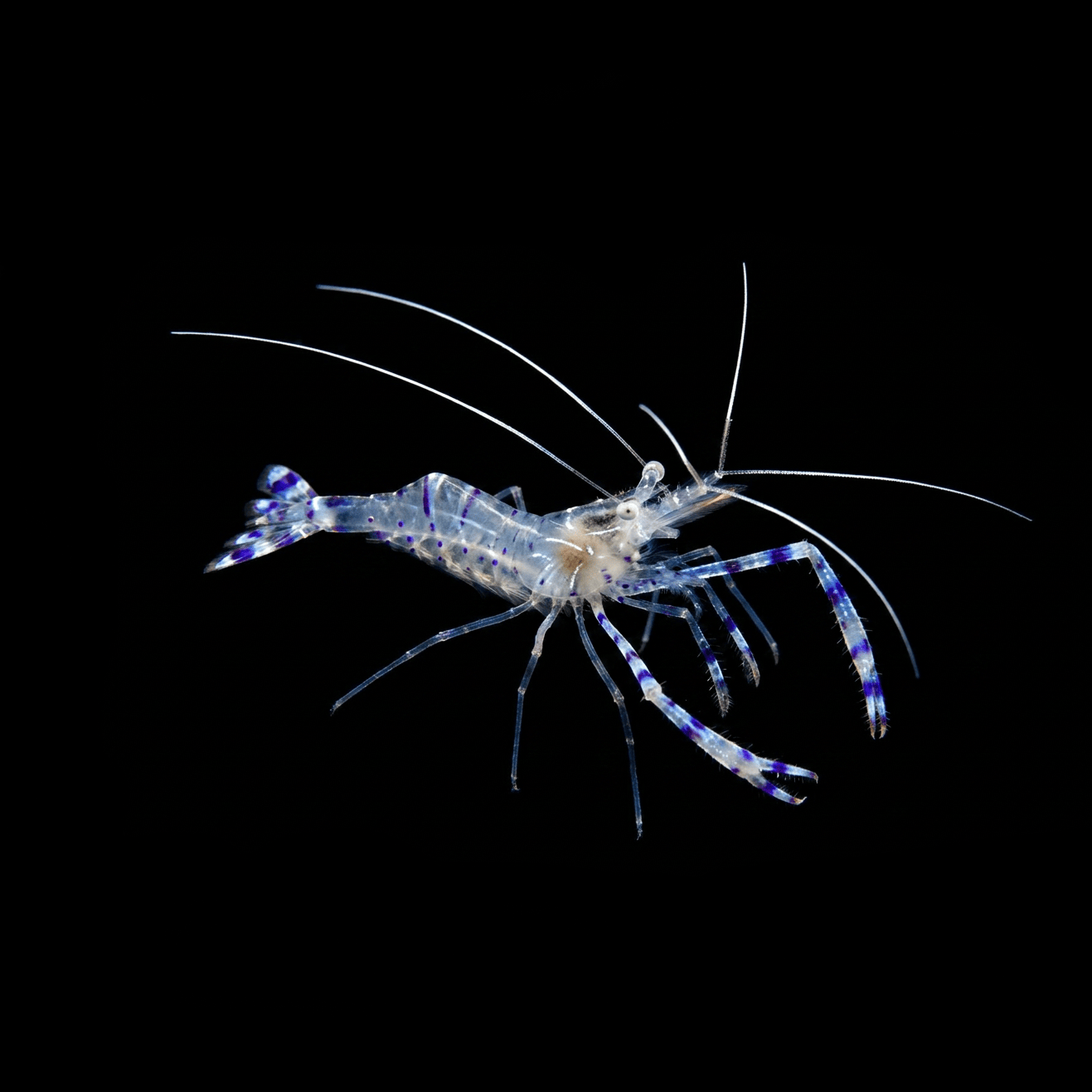 Pederson Cleaner Shrimp