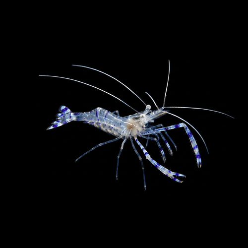 Pederson Cleaner Shrimp