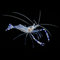 Pederson Cleaner Shrimp