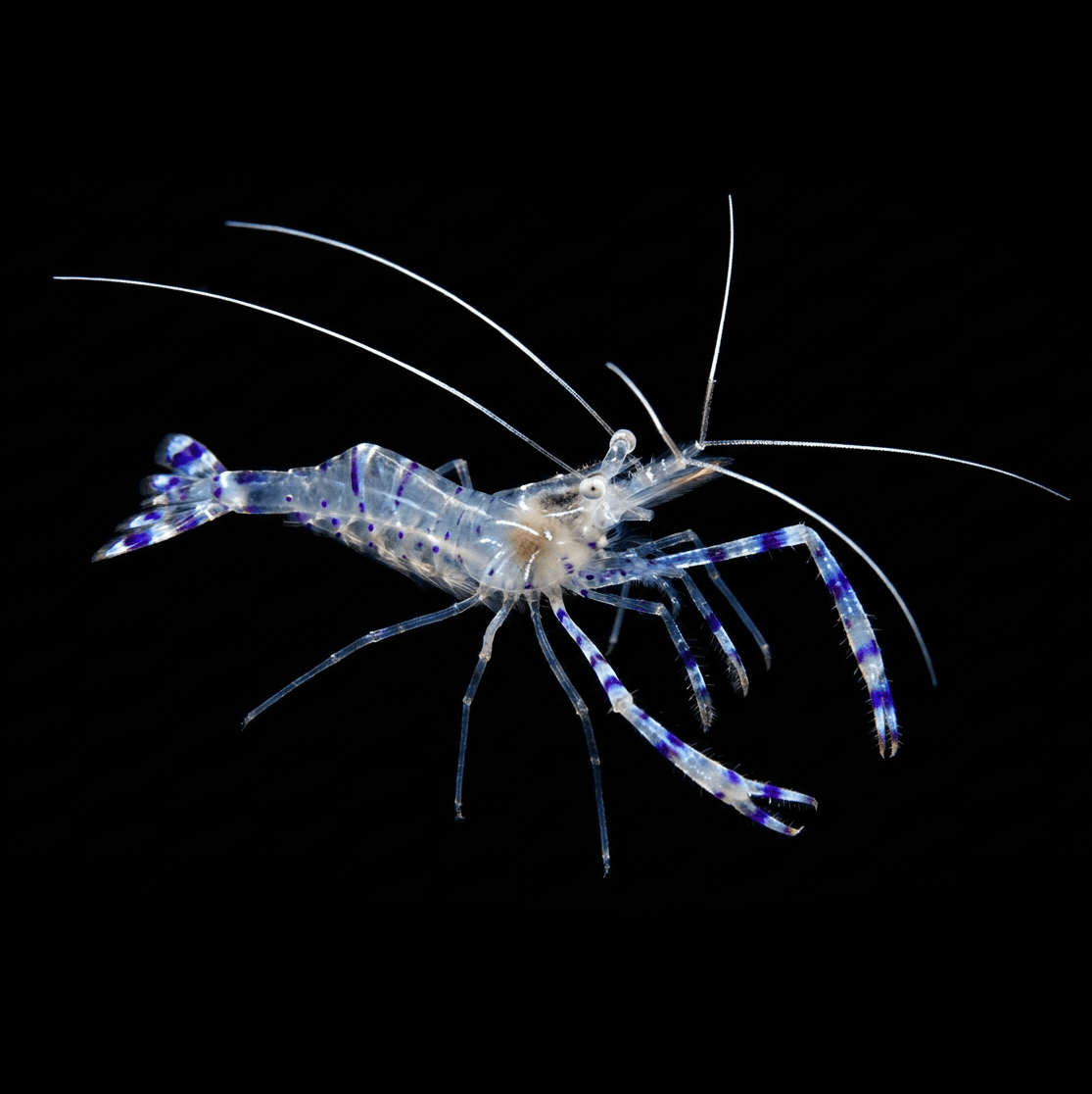 Pederson Cleaner Shrimp