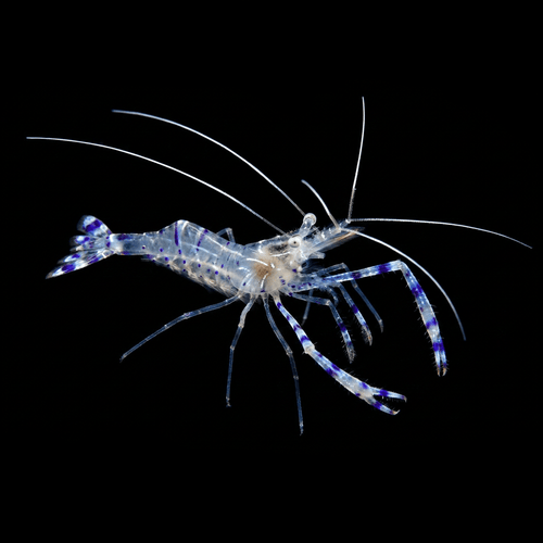 Pederson Cleaner Shrimp