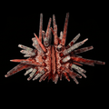 Pencil Urchin