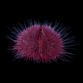 Pink Pin Cushion Urchin