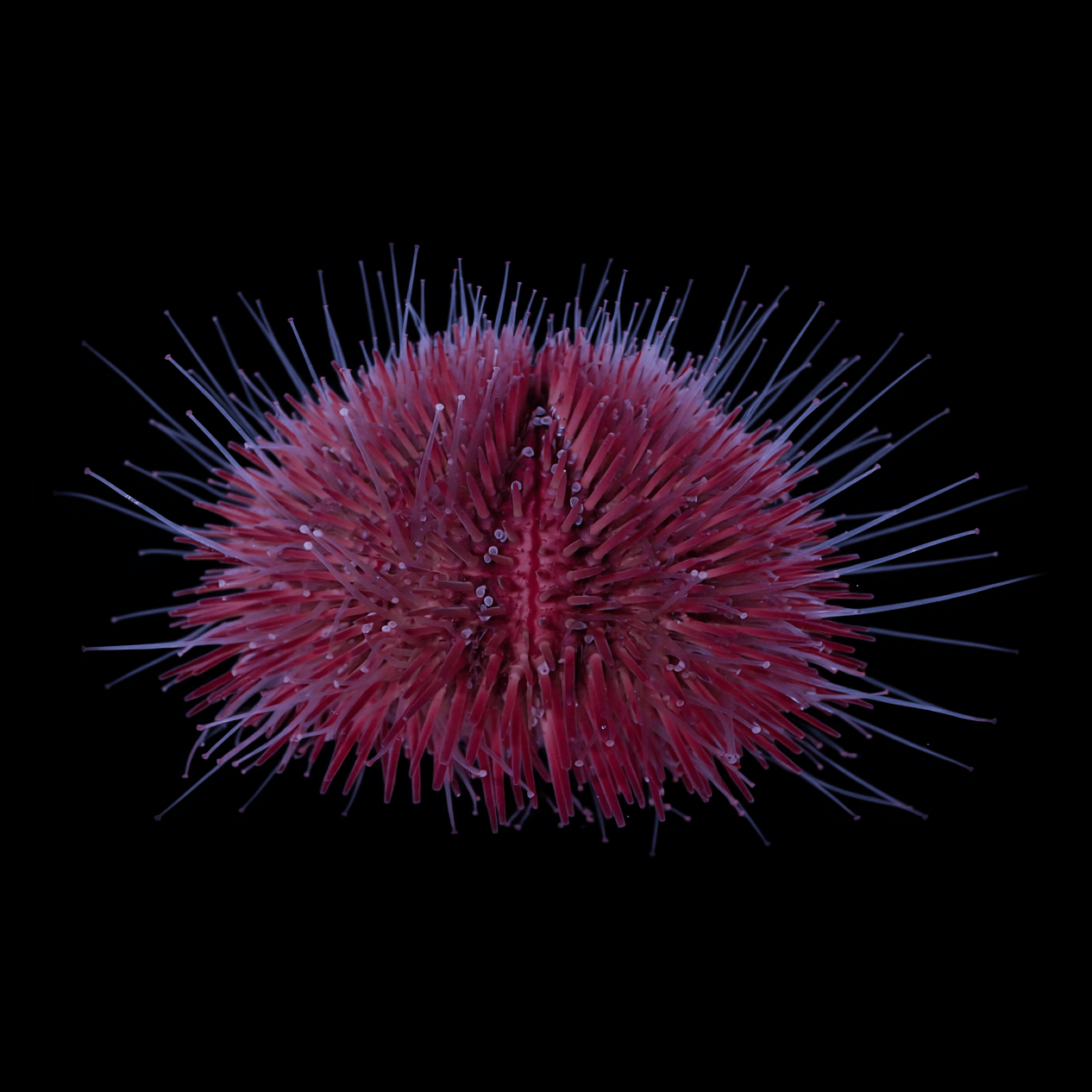 Pink Pin Cushion Urchin
