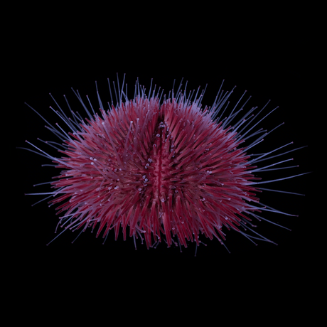 Pink Pin Cushion Urchin
