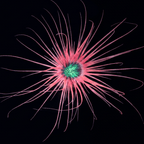 Pink Tube Anemone