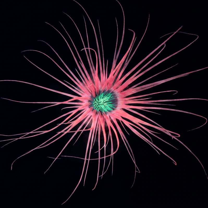 Pink Tube Anemone
