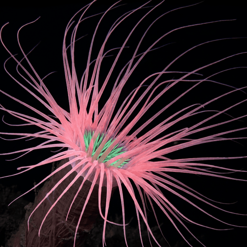 Pink Tube Anemone