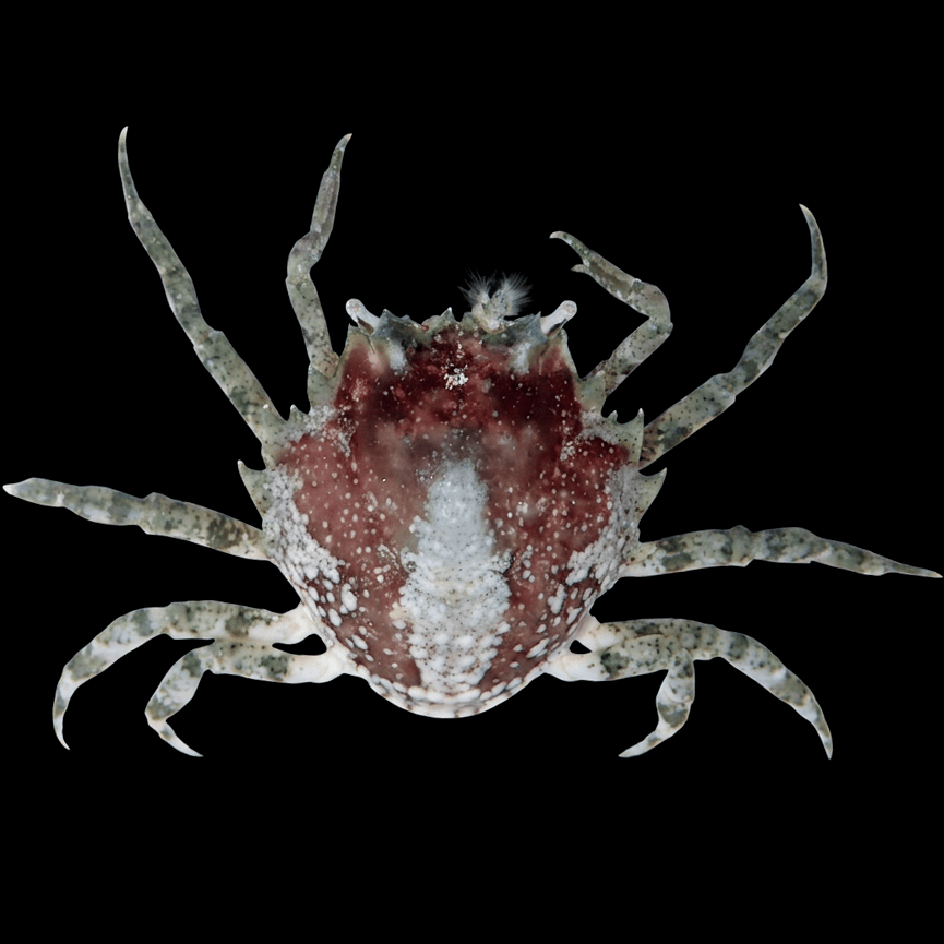 Pitho Crab