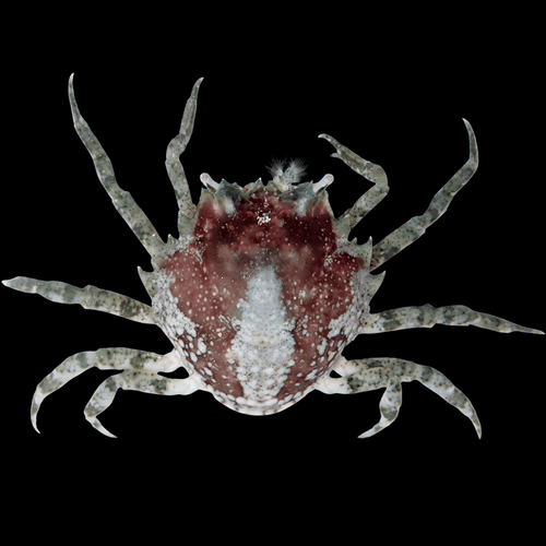 Pitho Crab