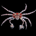 Pom Pom Crab