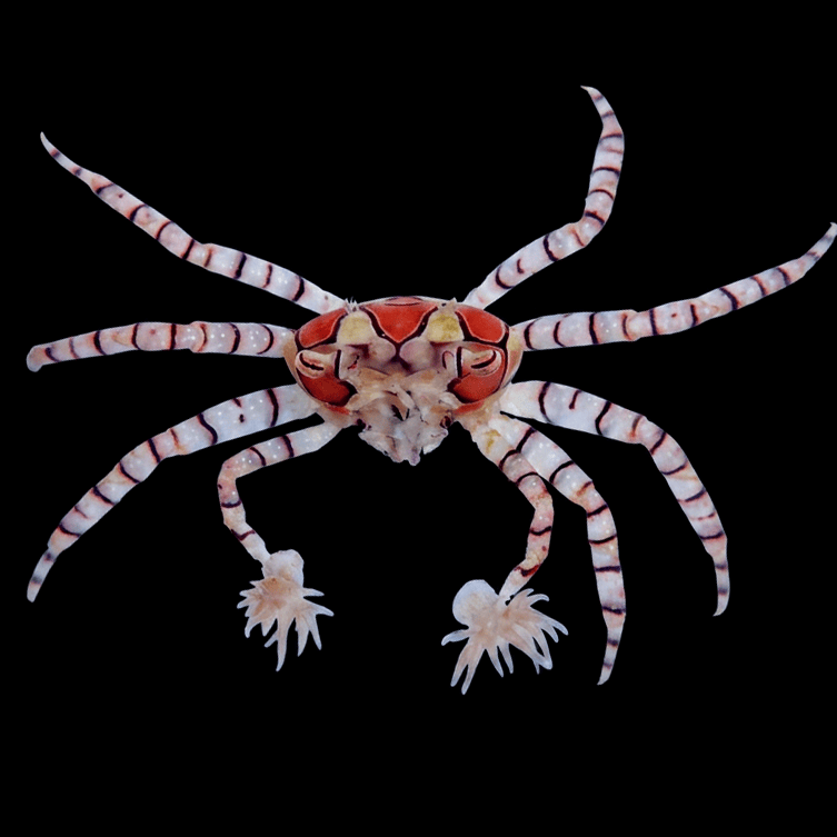 Pom Pom Crab