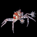 Pom Pom Crab