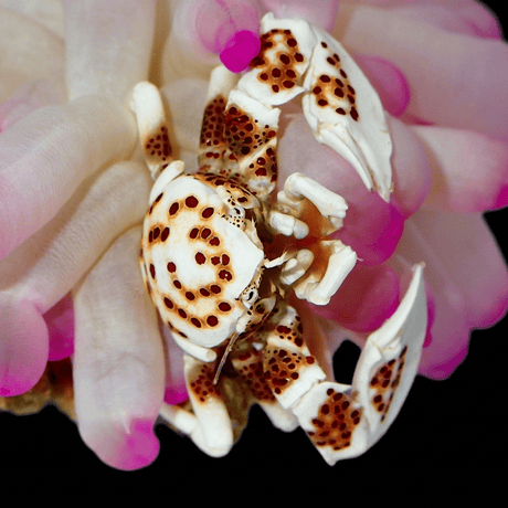 Porcelain Anemone Crab