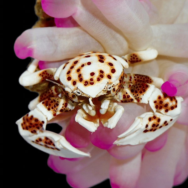 Porcelain Anemone Crab