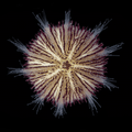 Purple Pin Cushion Urchin
