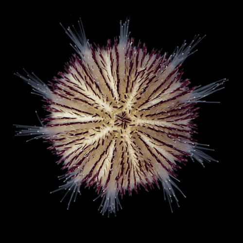 Purple Pin Cushion Urchin