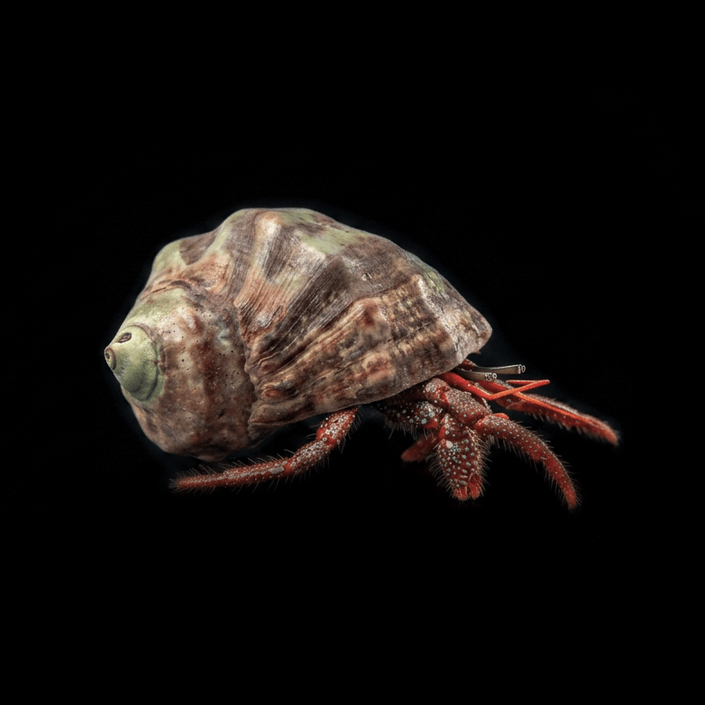 Red Leg Hermit Crab