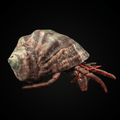 Red Leg Hermit Crab