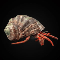 Red Leg Hermit Crab