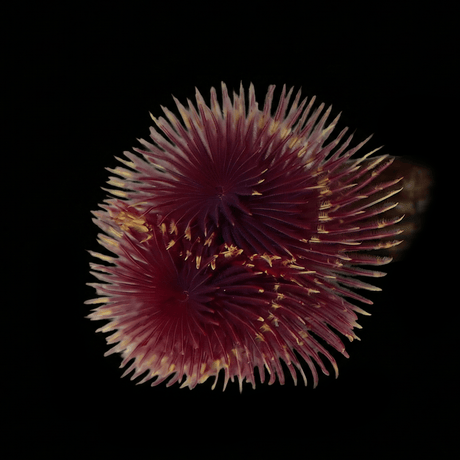 Red-Yellow Feather Duster