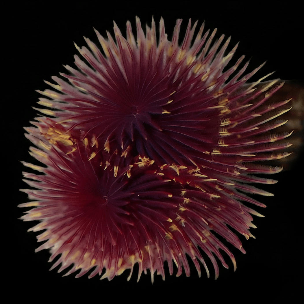 Red-Yellow Feather Duster