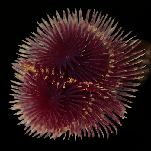 Red-Yellow Feather Duster