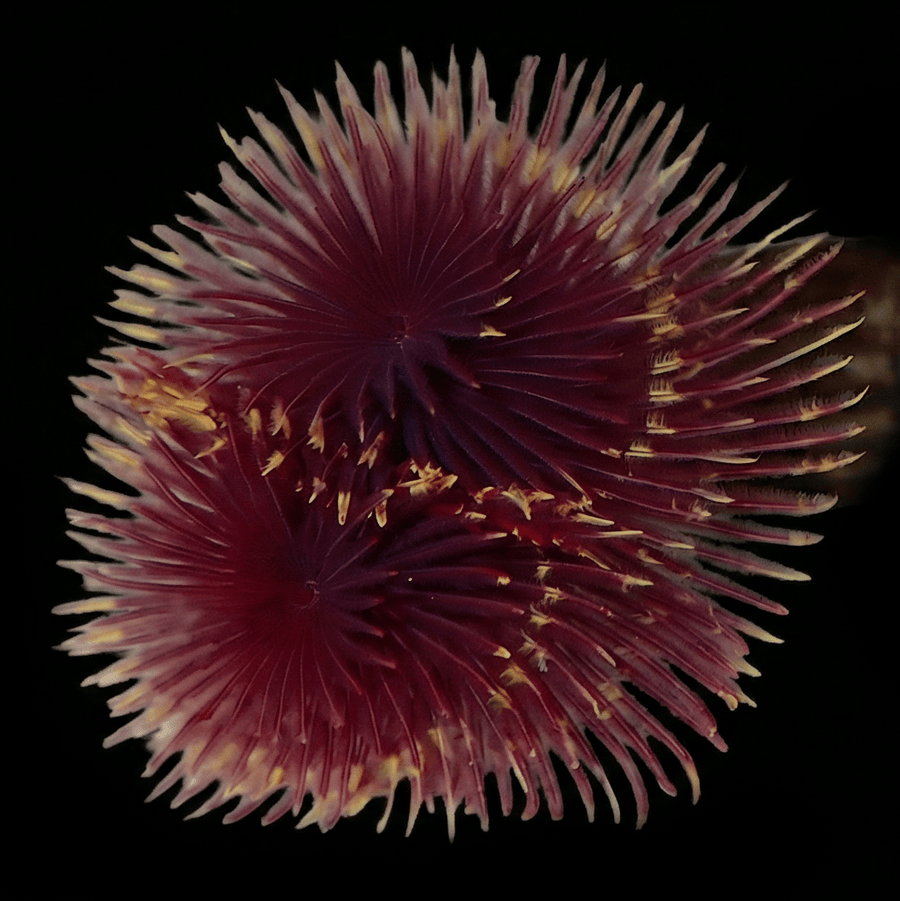 Red-Yellow Feather Duster