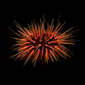 Rock-Boring Urchin