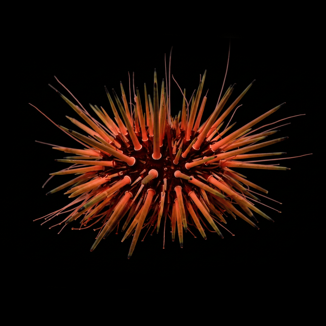 Rock-Boring Urchin