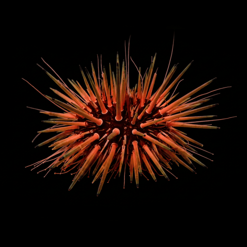 Rock-Boring Urchin
