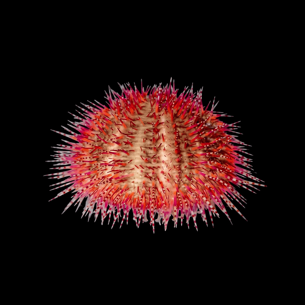 Rose Pink Pin Cushion Urchin