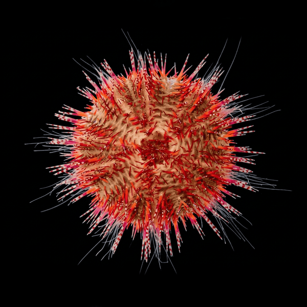 Rose Pink Pin Cushion Urchin