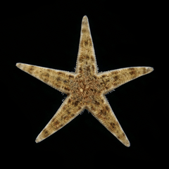 Sand Sifting Starfish