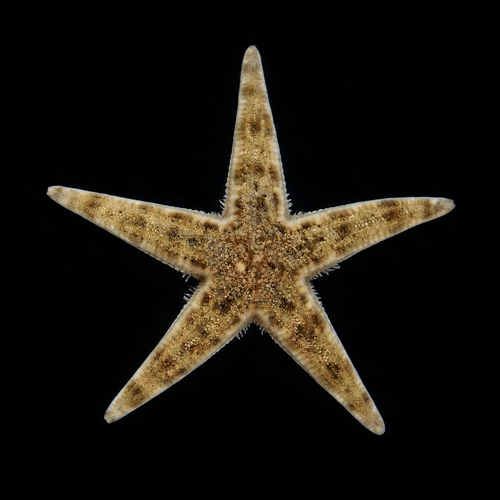 Sand Sifting Starfish