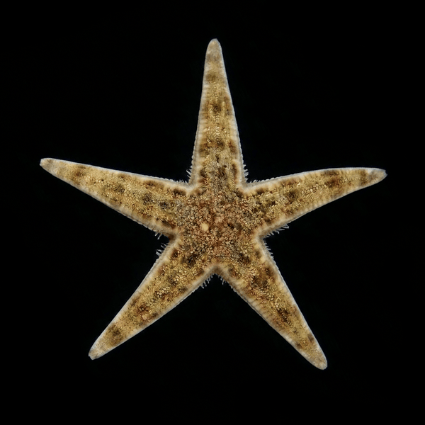 Sand Sifting Starfish