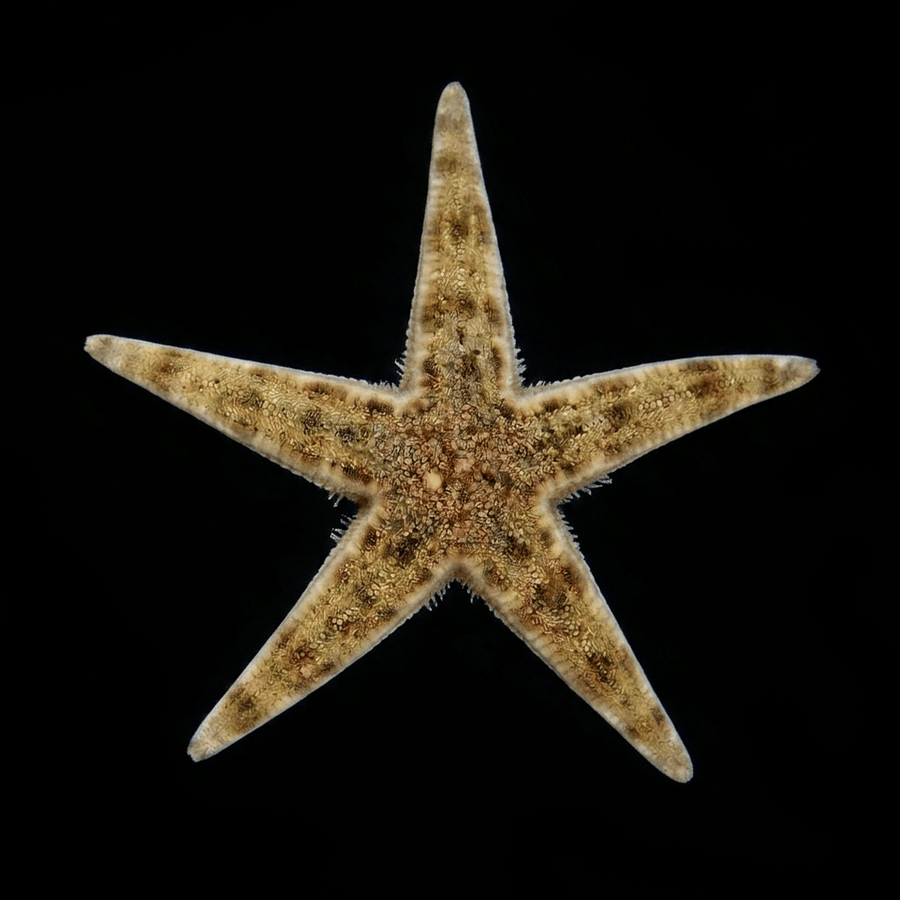 Sand Sifting Starfish