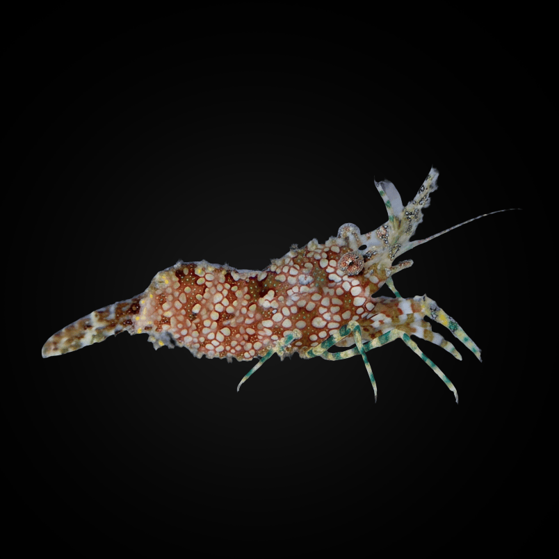 Saron Shrimp