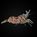 Saron Shrimp