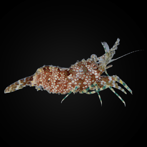 Saron Shrimp