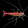 Skunk Cleaner Shrimp