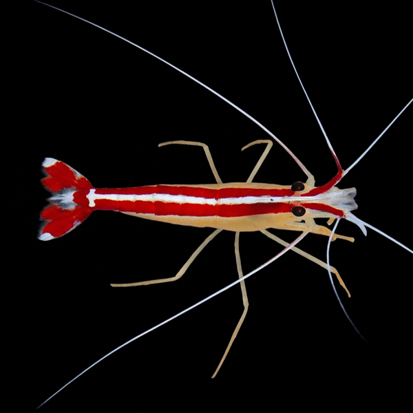Skunk Cleaner Shrimp