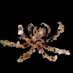 Spider Decorator Crab